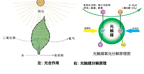 光触媒